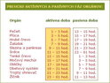 Orgánové hodiny