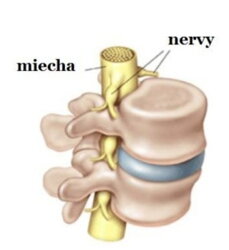 Miecha 