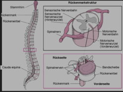 Rückenmark